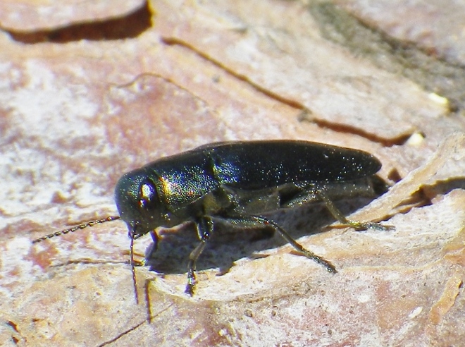 Phaenops cyanea (Col. Buprestidae)